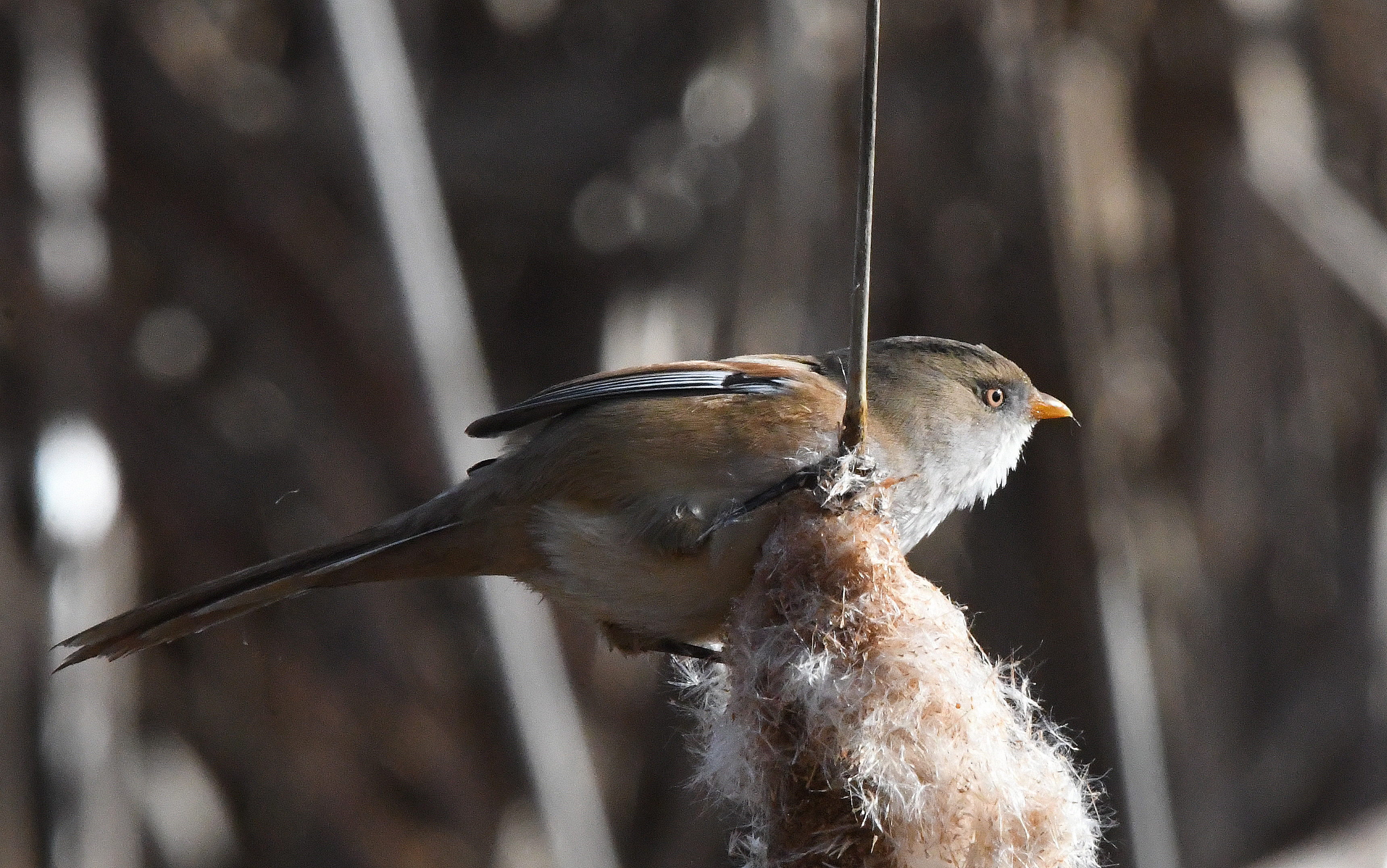 Tximutx emea (Dos Reinos, Nafarroa)