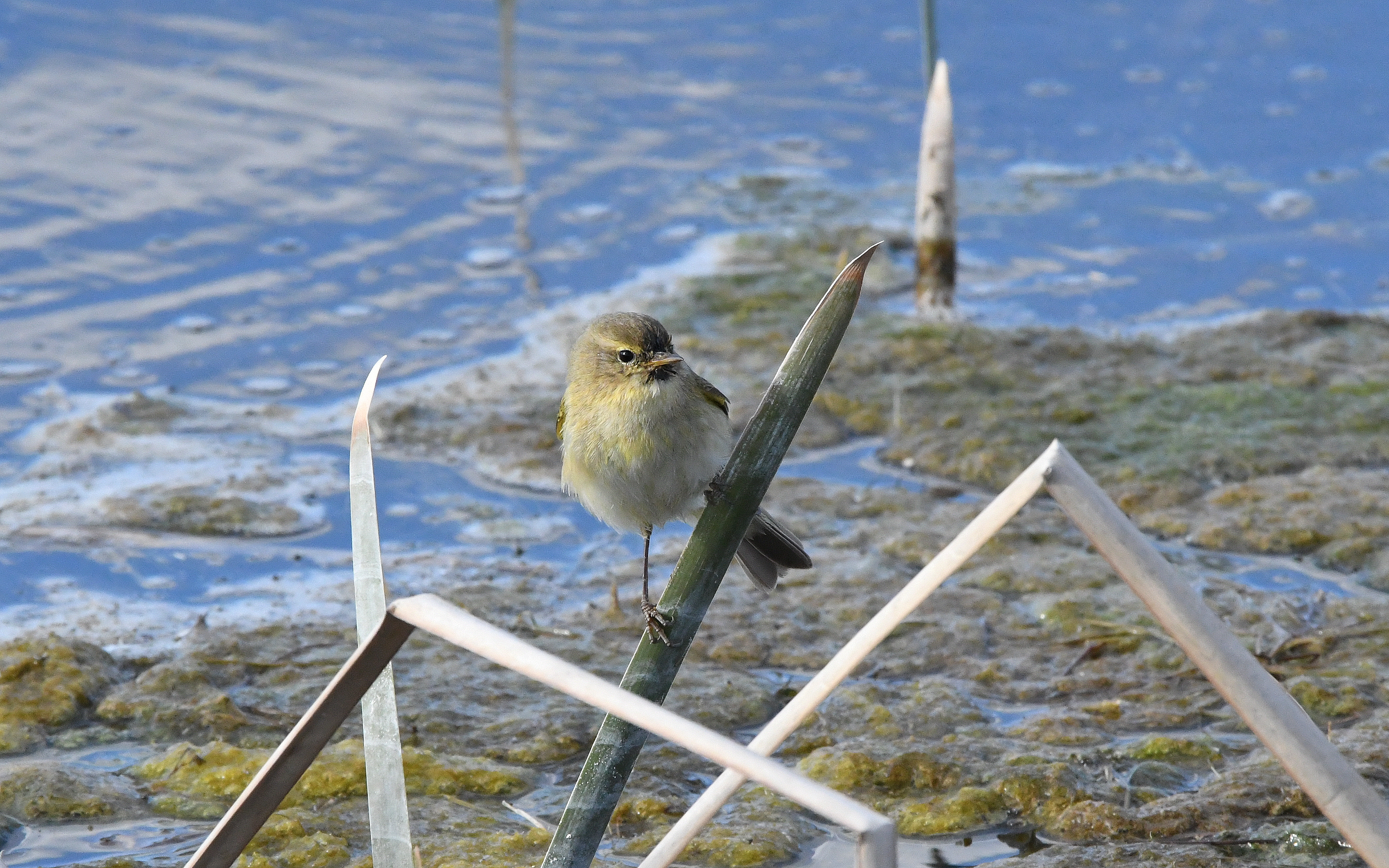Txio arrunta, Ablitas (Nafarroa)