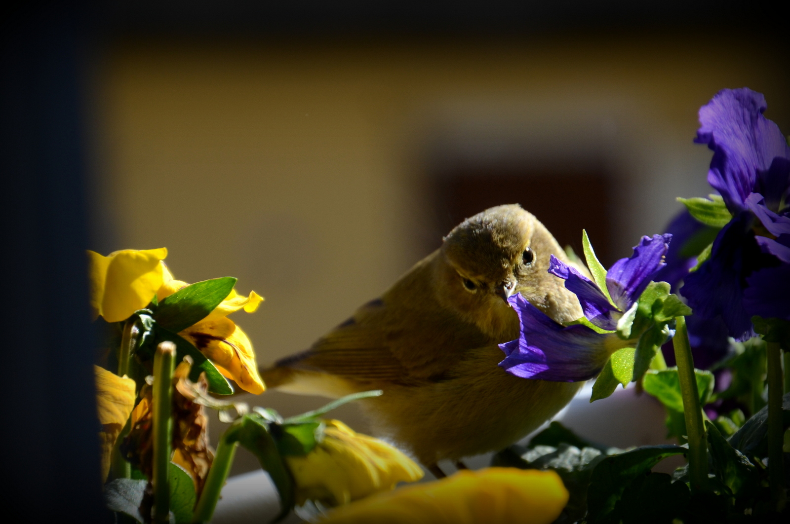 Txirixua, txio arrunta, Phylloscopus collybita (01)
