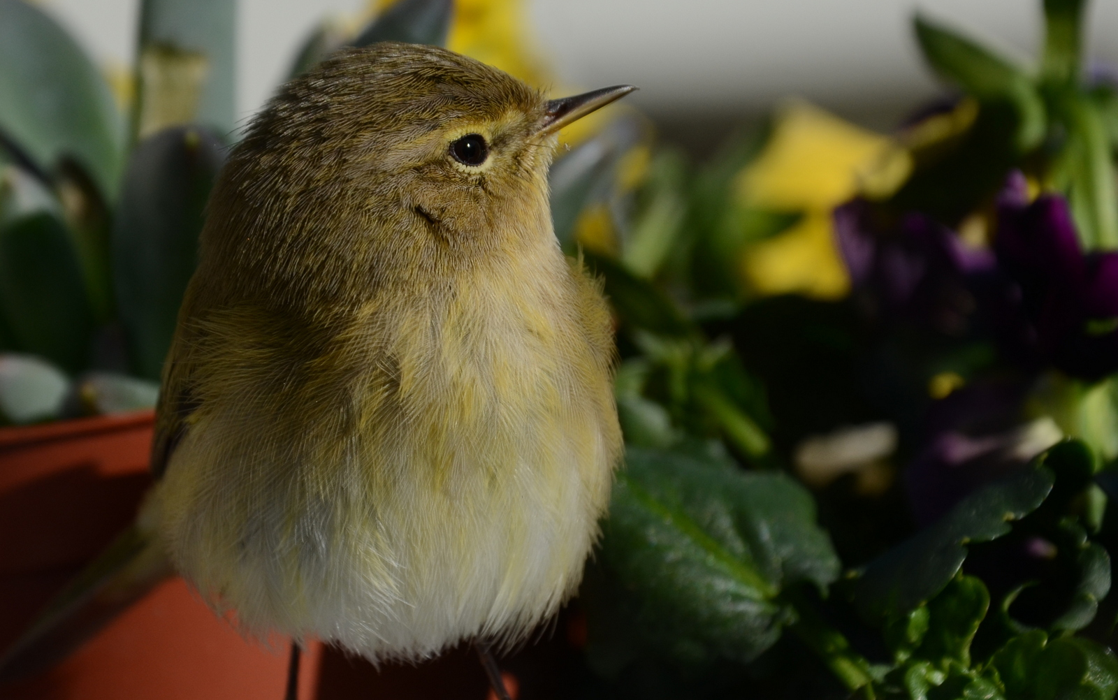Txirixua, txio arrunta, Phylloscopus collybita (02)