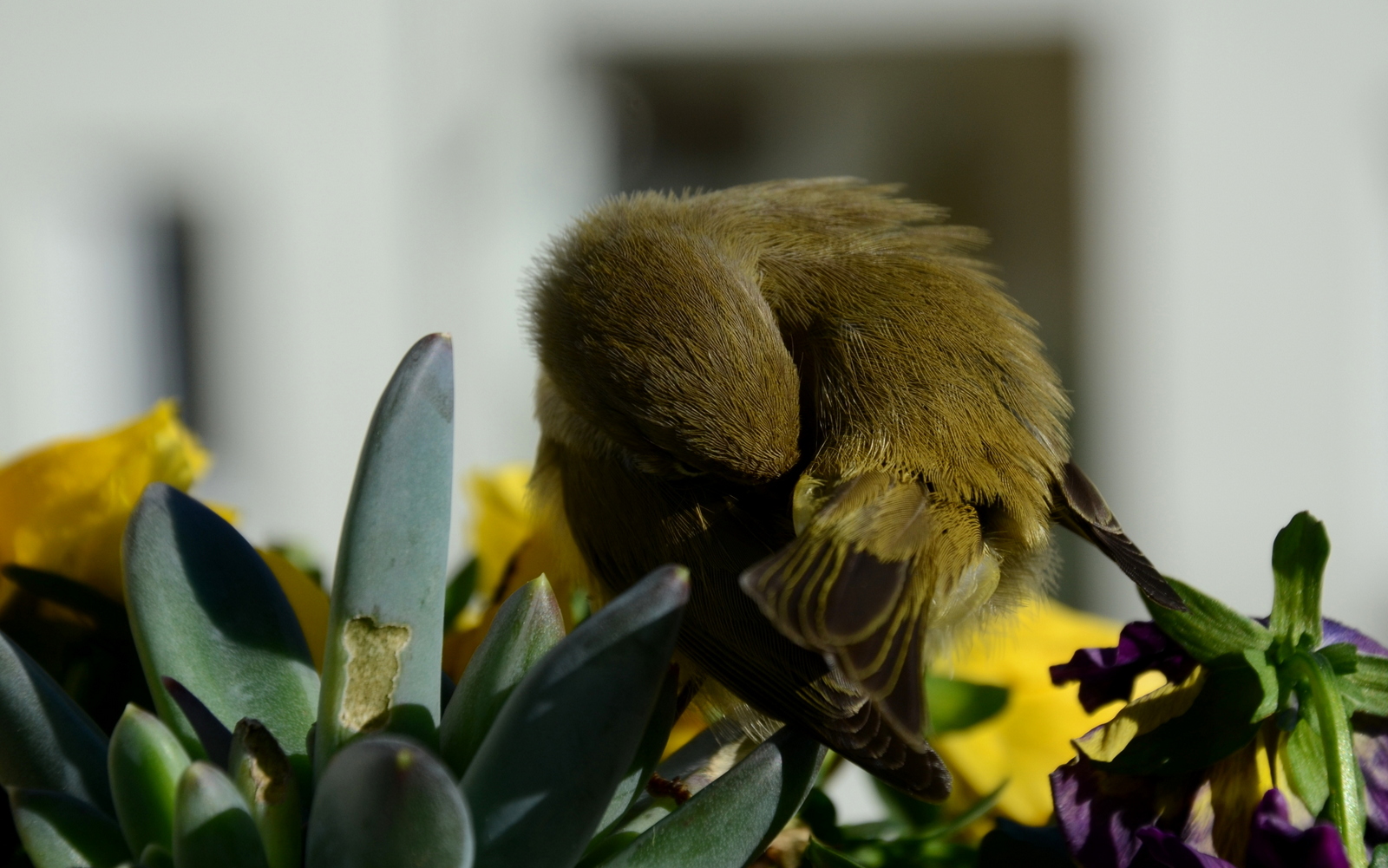 Txirixua, txio arrunta, Phylloscopus collybita (03)
