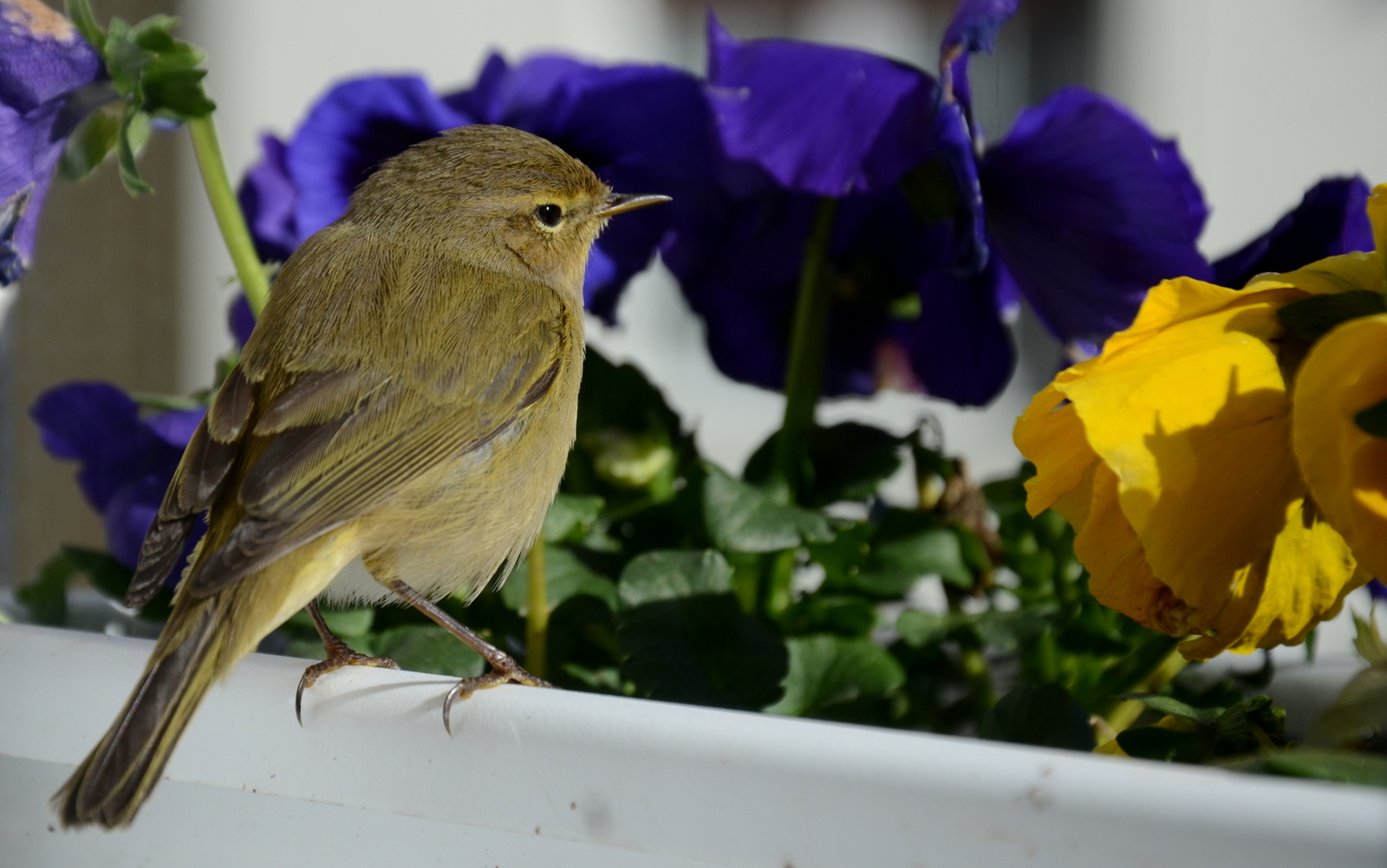Txio arrunta, Phylloscopus collybita (Eibar, 2018-03-07)