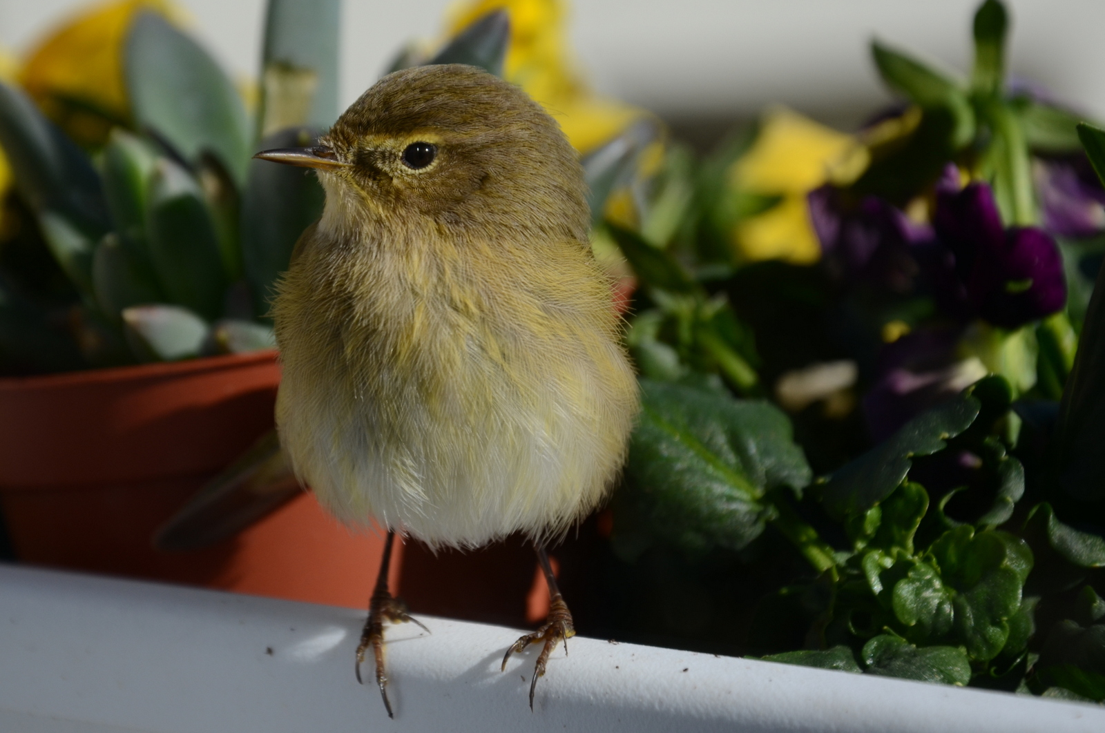 Txirixua, txio arrunta, Phylloscopus collybita (07)
