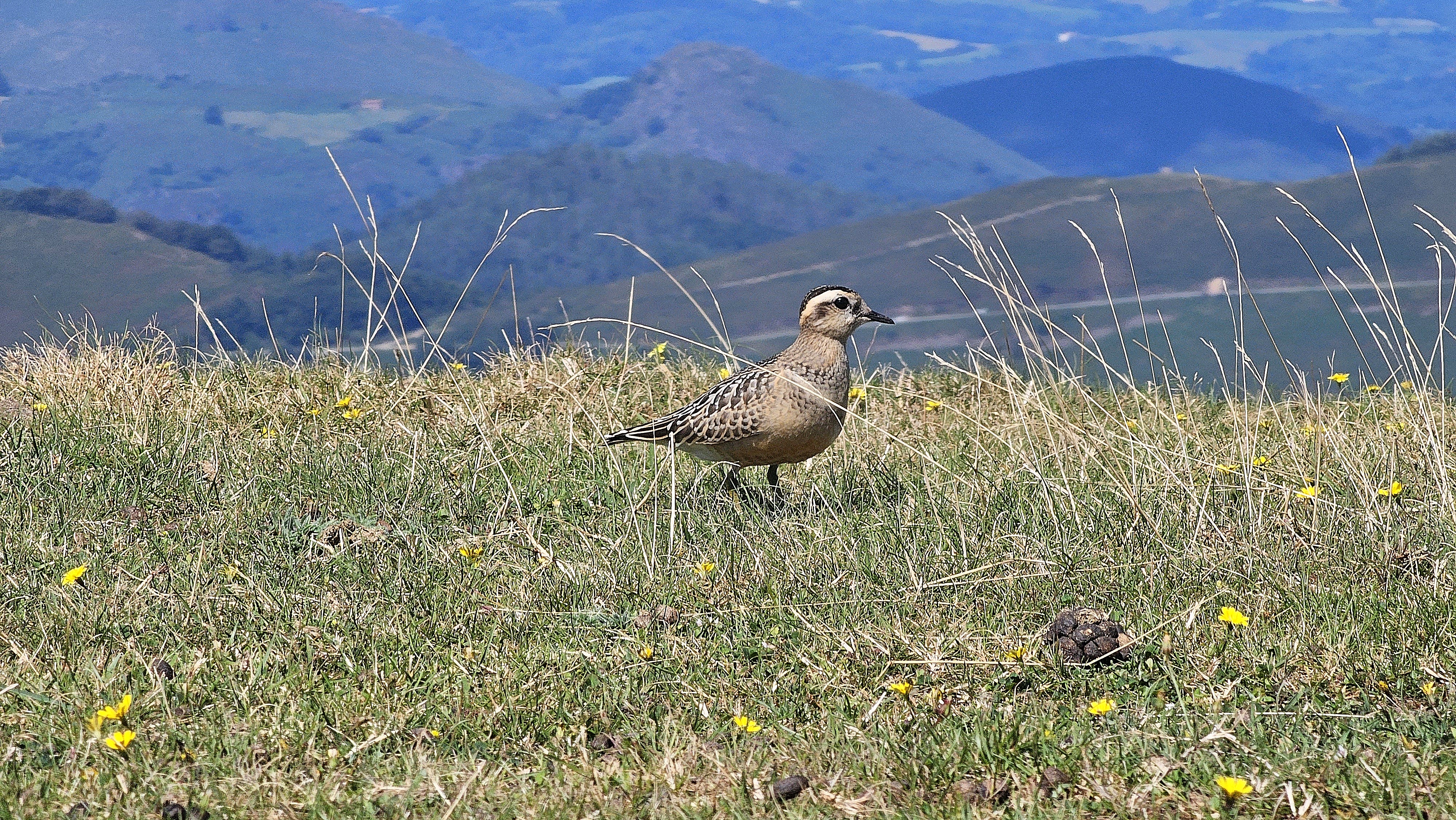 Txirri lepokoduna (Eudromias morinellus) - 01