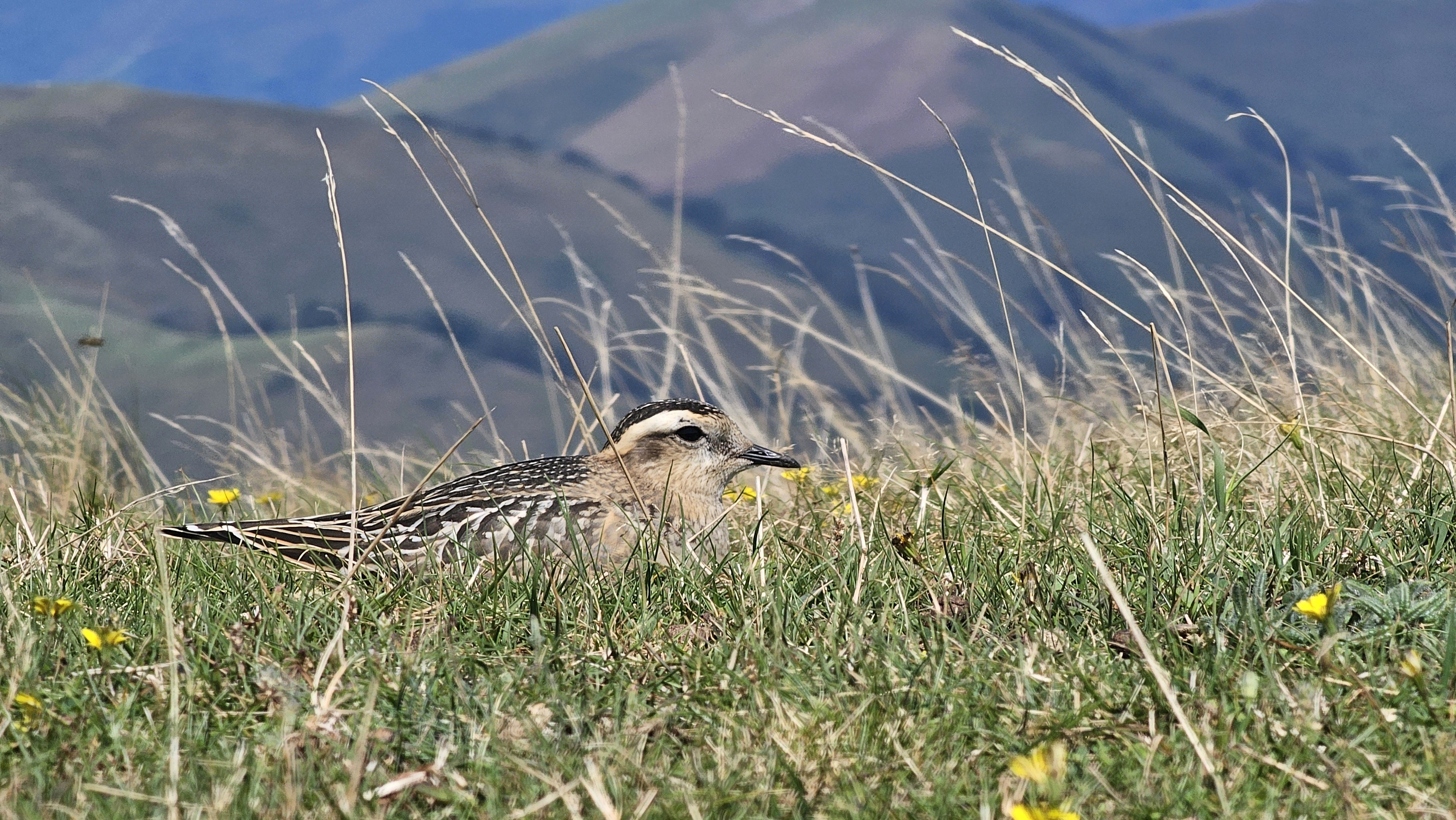 Txirri lepokoduna (Eudromias morinellus) - 02