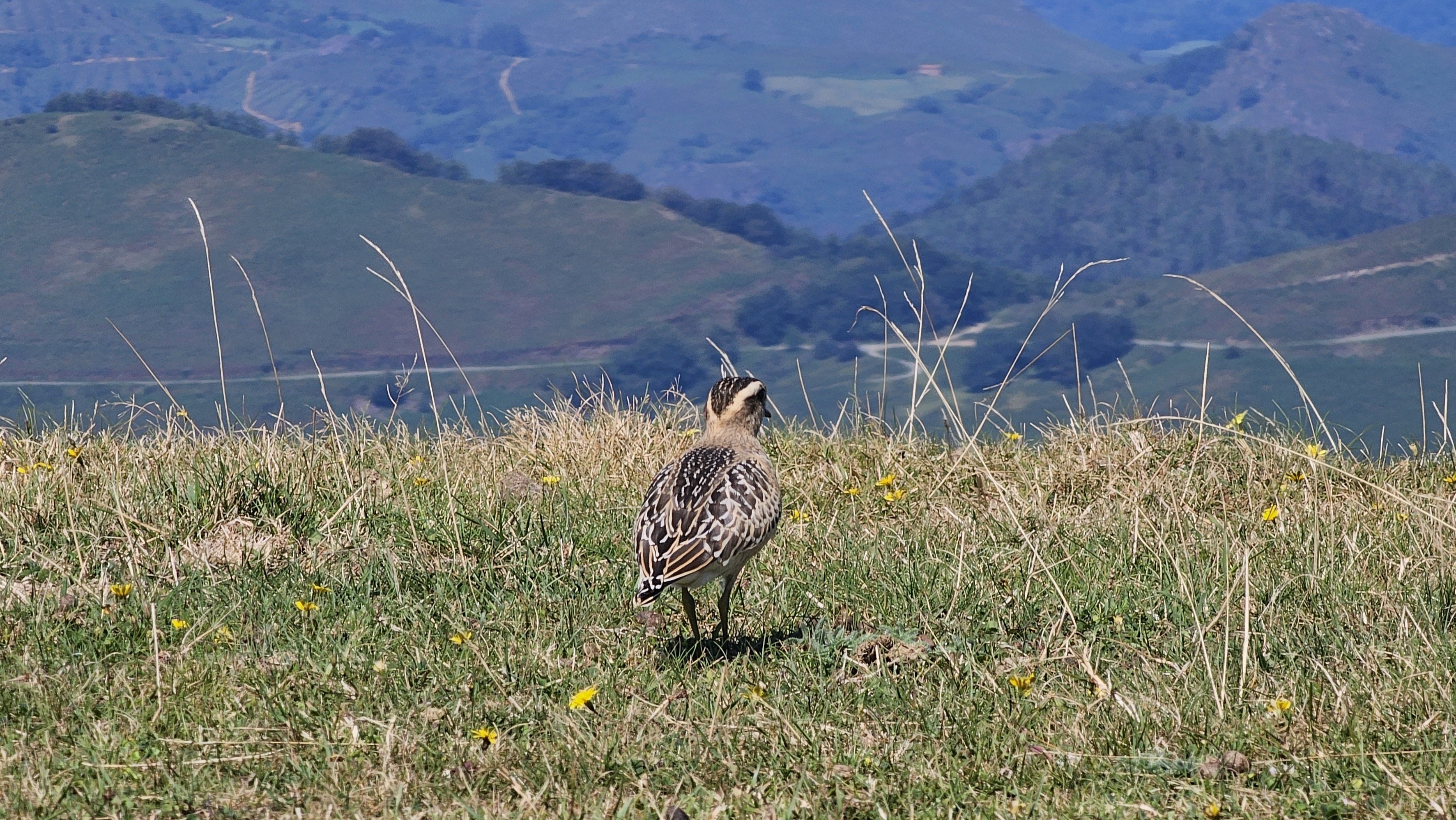 Txirri lepokoduna (Eudromias morinellus) - 03