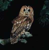 Gaberdiko mozolua Gaberdiko mozolua
