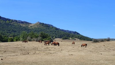 valderejo-vallegrull-araba (24).jpg valderejo-vallegrull-araba (24).jpg