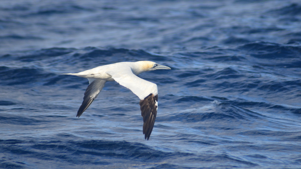 Zanga edo glopea (Morus bassanus) - 03