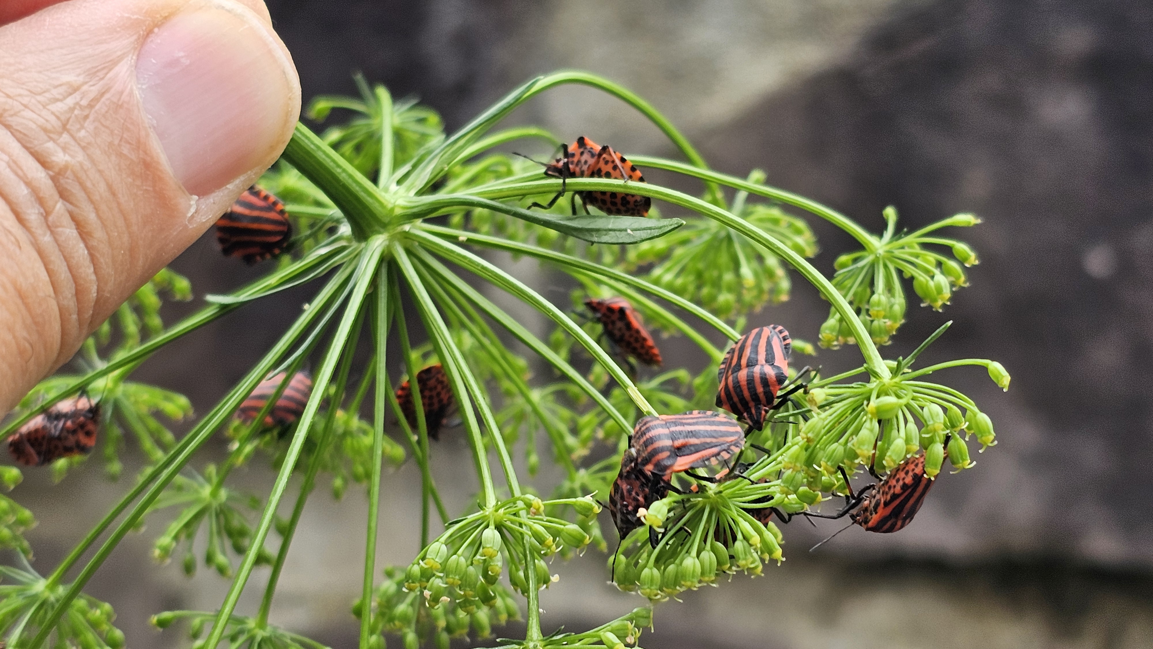 Zimitz marraduna (Graphosomoa lineatum) - 01