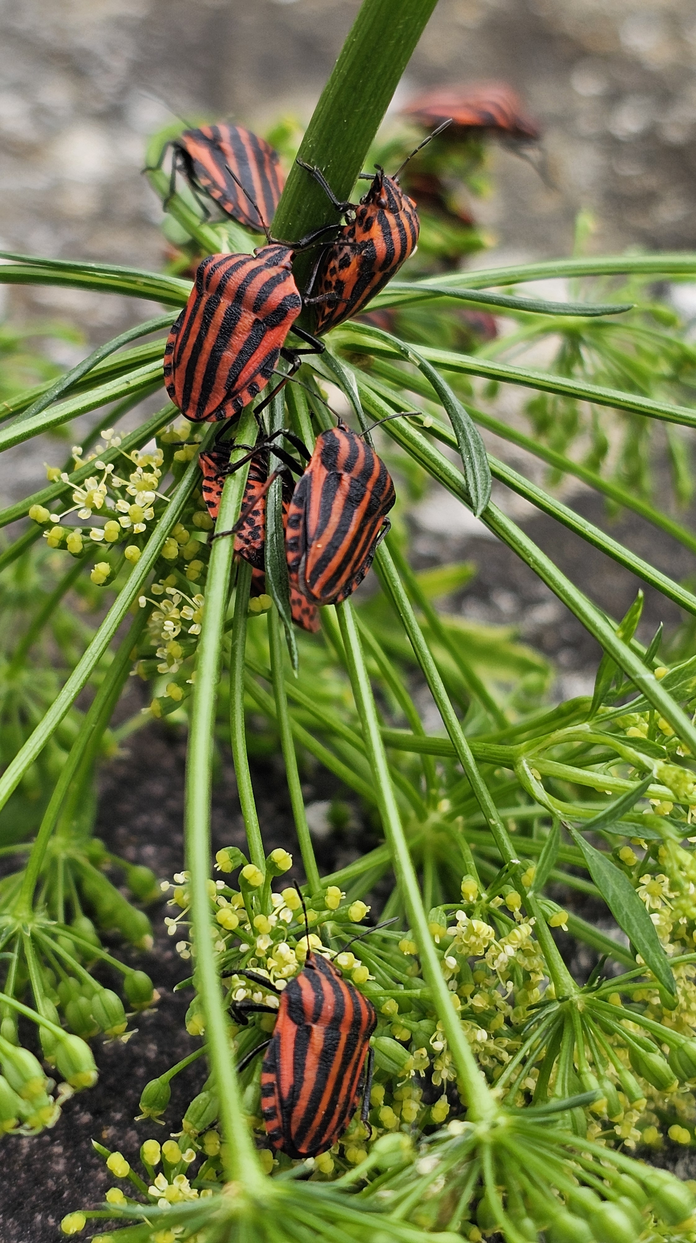 Zimitz marraduna (Graphosomoa lineatum) - 03