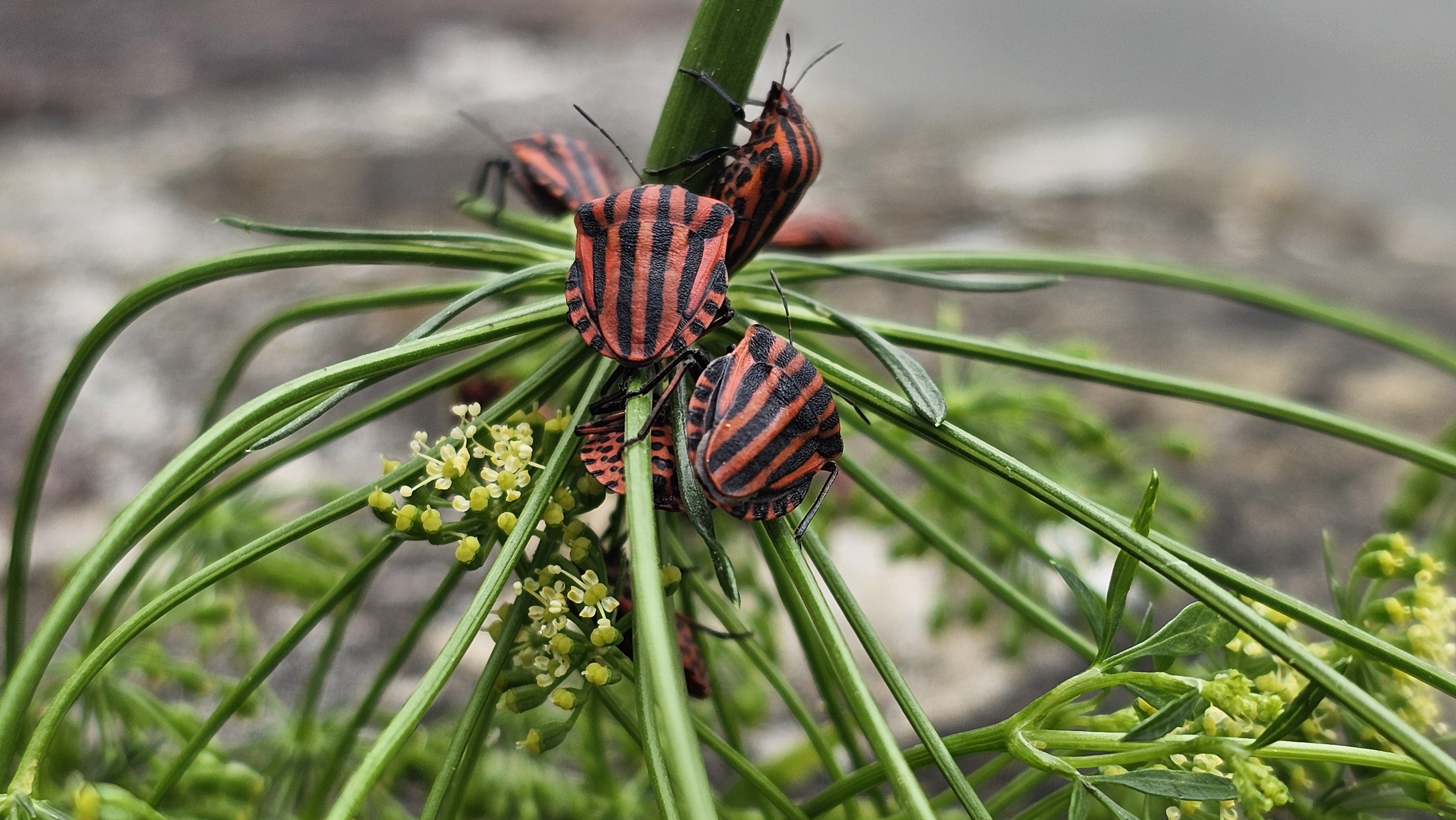 Zimitz marraduna (Graphosomoa lineatum) - 04