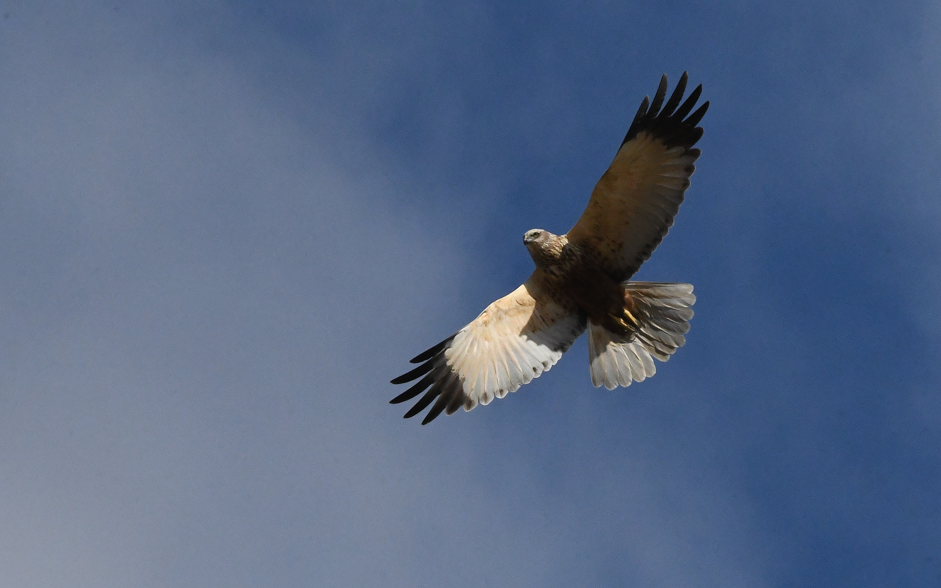 Zingira-mirotza, Ablitas (Nafarroa)