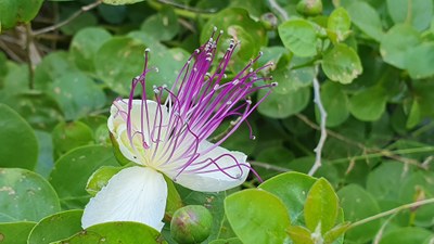 Kaparrondoa (Capparis spinosa)