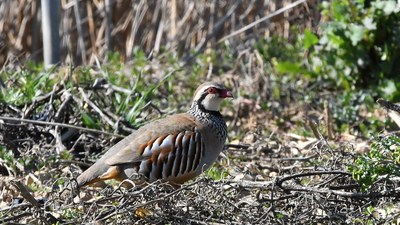 La Mesa (427 m, Ablitas), Euskal Herriko azkenengo mendia... edo lehenengoa!