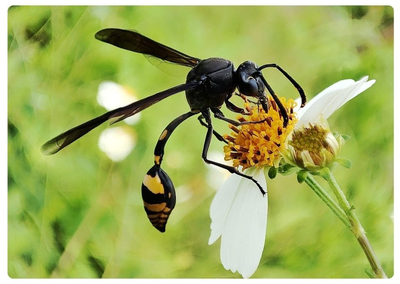Liztor buztingileak etxeko leihopean anfora erromatarrak laga zizkigunekoa