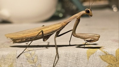 Eklipseak marisorgina ekarri digu afaltzera. 