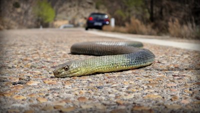 Montpellierko sugea eta Eskulapioren sugea aurkitu ditugu, biak hilda, gizakiaren erruz (zelan ez)