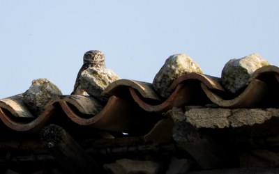 Mozolo arrunta (Athene noctua)