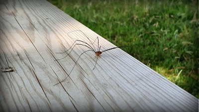 Opilioiak, armiarma hankaluzeak (Opiliones ordena, Arachnida klasea)
