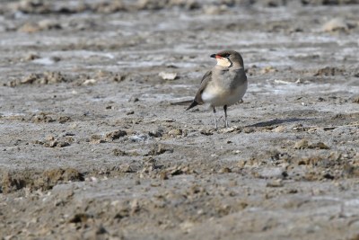 Pratinkola eurasiarrak (Glareola pratincola) alberdanian, eta gure begien pare-parean