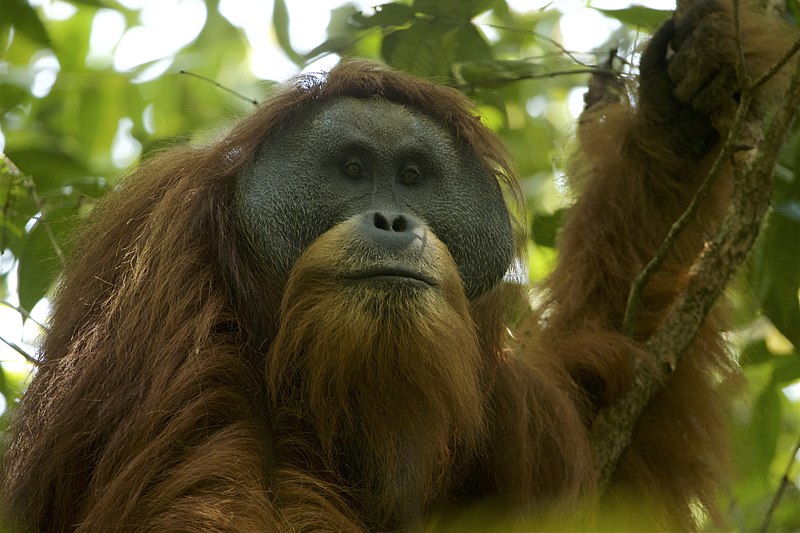 Hominido espezie berria zientziarentzat: Tapanuli orangutana