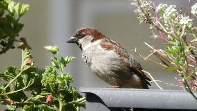 SACIN programa, 2025/2026: beste urtebete Eibar inguruan bizi diren hegazti negutarren jarraipena egiten #SACIN