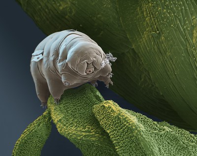Tardigradoak, uretako hartz geldo txikiak