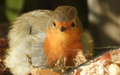 Txantxangorria etxeko leihoan