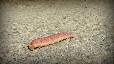 Tximeleta edo lepidoptero esfingido baten beldarra