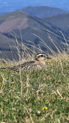 Txirri lepokoduna (Eudromias morinellus), tundrako eta mendi garaietako hegazti zangaluze berezi hori