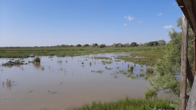 Txoritan Mallorcan: zertzeta marmolairea, uroilo urdina, kopetazuri gandorduna, Eleonora belatza, txinbo balearra eta beste