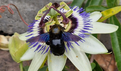 'Xylocopa violacea', erle edo erlastar zurgina (edo arotza)