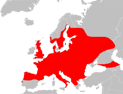 Zirauna (Anguis fragilis), hankarik gabeko muskerra