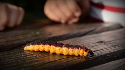 Zulakari gorria (C. cossus) sitsaren beldarra