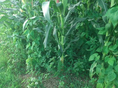 Bi txio tiro bakarraz.