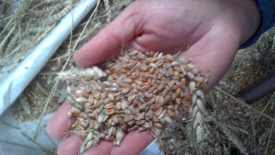 "Hazitik ogira" proiektua