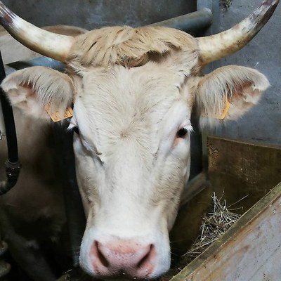 Konfinamenduaren harriak (+ lehiaketatxoa)